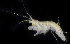  ( - SERCINVERT2347)  @11 [ ] by-nc-sa (2018) Robert Aguilar Smithsonian Environmental Research Center