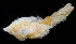  (Cyrtopleura - SERCINVERT2876)  @11 [ ] by-nc-sa (2018) Robert Aguilar Smithsonian Environmental Research Center