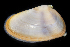  (Donax variabilis - SERCINVERT2397)  @11 [ ] by-nc-sa (2018) Robert Aguilar Smithsonian Environmental Research Center