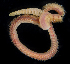 ( - SERCINVERT2500)  @11 [ ] by-nc-sa (2018) Robert Aguilar Smithsonian Environmental Research Center