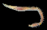  (Leitoscoloplos sp. RA04 - SERCINVERT2856)  @11 [ ] by-nc-sa (2018) Robert Aguilar Smithsonian Environmental Research Center