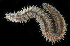  (Lepidasthenia varia - SERCINVERT3018)  @11 [ ] by-nc-sa (2018) Robert Aguilar Smithsonian Environmental Research Center