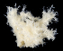  (Lissodendoryx isodictyalis - SERCINVERT2479)  @11 [ ] by-nc-sa (2018) Robert Aguilar Smithsonian Environmental Research Center