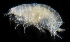 (Metharpinia - SERCINVERT2271)  @11 [ ] by-nc-sa (2018) Robert Aguilar Smithsonian Environmental Research Center
