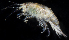  ( - SERCINVERT2757)  @11 [ ] by-nc-sa (2018) Robert Aguilar Smithsonian Environmental Research Center