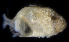  (Cochliopidae - SERCINVERT2857)  @11 [ ] by-nc-sa (2018) Robert Aguilar Smithsonian Environmental Research Center