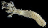  (Parasabella microphthalma - SERCINVERT2132)  @11 [ ] by-nc-sa (2018) Robert Aguilar Smithsonian Environmental Research Center
