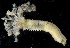  ( - SERCINVERT2133)  @11 [ ] by-nc-sa (2018) Robert Aguilar Smithsonian Environmental Research Center
