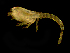  ( - SERCINVERT2771)  @11 [ ] by-nc-sa (2018) Robert Aguilar Smithsonian Environmental Research Center