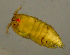  (Alteutha sp - SERCINVERT2989)  @11 [ ] by-nc-sa (2018) Robert Aguilar Smithsonian Environmental Research Center