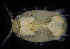  (Sphaeroma quadridentatum - SERCINVERT2787)  @11 [ ] by-nc-sa (2018) Robert Aguilar Smithsonian Environmental Research Center