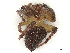  ( - CBG-B00902-C09)  @11 [ ] CreativeCommons - Attribution Share - Alike (2025) CBG Photography Group Centre for Biodiversity Genomics