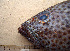  ( - 20160319-B.2)  @11 [ ] CreativeCommons  Attribution Non-Commercial Share-Alike (2016) P. Borsa Institut de recherche pour le développement, France