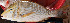  ( - LETkom_20150503-4.2)  @11 [ ] CreativeCommons  Attribution Non-Commercial Share-Alike (2015) S. Bari Proyek Biokor, Indonesia