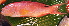  ( - 20131217-20.2)  @11 [ ] CreativeCommons  Attribution Non-Commercial Share-Alike (2013) Philippe Borsa Institut de recherche pour le développement