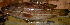  ( - 20150501-10.2)  @11 [ ] CreativeCommons  Attribution Non-Commercial Share-Alike (2015) Philippe Borsa Institut de recherche pour le développement
