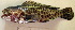  ( - 20150506-C.2)  @11 [ ] CreativeCommons  Attribution Non-Commercial Share-Alike (2015) Philippe Borsa Institut de recherche pour le développement