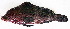  ( - 20150508-2.2)  @11 [ ] CreativeCommons  Attribution Non-Commercial Share-Alike (2015) Philippe Borsa Institut de recherche pour le développement