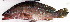  ( - 20150508-4.2)  @11 [ ] CreativeCommons  Attribution Non-Commercial Share-Alike (2015) Philippe Borsa Institut de recherche pour le développement