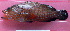  ( - 20071124-10.2)  @11 [ ] CreativeCommons  Attribution Non-Commercial Share-Alike (2007) Philippe Borsa Institut de recherche pour le développement
