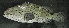  ( - 121117-A)  @11 [ ] CreativeCommons - Attribution Non-Commercial Share-Alike (2018) JD Durand Institut de Recherche pour le Developpement, France