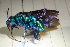  ( - CLV41565)  @11 [ ] CreativeCommons  Attribution Non-Commercial Share-Alike (2021) Carlos Lopez Vaamonde Institut National de la Recherche Agronomique, Zoologie Forestiere
