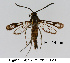  ( - CLV8274)  @11 [ ] CreativeCommons  Attribution Non-Commercial Share-Alike (2021) Carlos Lopez Vaamonde Institut National de la Recherche Agronomique, Zoologie Forestiere