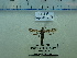  ( - FLA227)  @11 [ ] CreativeCommons  Attribution Non-Commercial Share-Alike (2023) Carlos Lopez Vaamonde Institut National de la Recherche Agronomique, Zoologie Forestiere