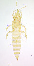  (Haplothrips aculeatus - AQ5T)  @11 [ ] CreativeCommons  Attribution Share-Alike (by-sa) (2022) Emma Wahlberg Swedish Museum of Natural History