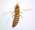  ( - AV3T)  @11 [ ] CreativeCommons  Attribution Share-Alike (by-sa) (2022) Emma Wahlberg Swedish Museum of Natural History