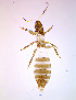  ( - AV9T)  @11 [ ] CreativeCommons  Attribution Share-Alike (by-sa) (2022) Emma Wahlberg Swedish Museum of Natural History