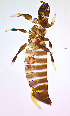  (Rhipidothrips brunneus - AW6T)  @11 [ ] CreativeCommons  Attribution Share-Alike (by-sa) (2022) Emma Wahlberg Swedish Museum of Natural History