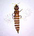  (Haplothrips utae - AY5T)  @11 [ ] CreativeCommons  Attribution Share-Alike (by-sa) (2022) Emma Wahlberg Swedish Museum of Natural History