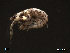  (Jassa falcata - SFAM16-001)  @13 [ ] CreativeCommons - Attribution Non-Commercial Share-Alike  creativecommons Unspecified