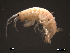  (Elasmopus - SFAM20-001)  @13 [ ] CreativeCommons - Attribution Non-Commercial Share-Alike  creativecommons Unspecified