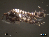  ( - SFAM5-003)  @13 [ ] CreativeCommons - Attribution Non-Commercial Share-Alike  creativecommons Unspecified