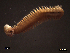  (Platynereis - SFP20 - 003)  @14 [ ] Unspecified (default): All Rights Reserved  Unspecified Unspecified
