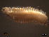  (Hediste - SFP6 - 001)  @13 [ ] Unspecified (default): All Rights Reserved  Unspecified Unspecified