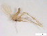  (Phlebotomus sergenti - WRBU-SF2011.010)  @14 [ ] CreativeCommons - Attribution (2012) CBG Photography Group Centre for Biodiversity Genomics