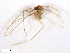  (Phlebotomus papatasi - WRBU-SF2011.013)  @13 [ ] CreativeCommons - Attribution (2012) CBG Photography Group Centre for Biodiversity Genomics