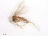  ( - WRBU-SF2011.017)  @13 [ ] CreativeCommons - Attribution (2012) CBG Photography Group Centre for Biodiversity Genomics