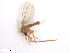  ( - WRBU-SF2011.020)  @13 [ ] CreativeCommons - Attribution (2012) CBG Photography Group Centre for Biodiversity Genomics
