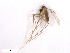  ( - WRBU-SF2011.028)  @11 [ ] CreativeCommons - Attribution (2012) CBG Photography Group Centre for Biodiversity Genomics