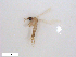  ( - WRBU-SF2011.033)  @12 [ ] CreativeCommons - Attribution (2012) CBG Photography Group Centre for Biodiversity Genomics