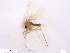  (Phlebotomus duboscqi - WRBU-SF2011.035)  @13 [ ] CreativeCommons - Attribution (2012) CBG Photography Group Centre for Biodiversity Genomics