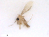  (Phlebotomus perfiliewi - WRBU-SF2011.057)  @11 [ ] CreativeCommons - Attribution (2012) CBG Photography Group Centre for Biodiversity Genomics