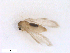  (Sergentomyia - WRBU-SF2011.063)  @13 [ ] CreativeCommons - Attribution (2012) CBG Photography Group Centre for Biodiversity Genomics