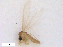  (Sergentomyia sp - WRBU-SF2011.065)  @13 [ ] CreativeCommons - Attribution (2012) CBG Photography Group Centre for Biodiversity Genomics