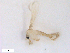  ( - WRBU-SF2011.078)  @13 [ ] CreativeCommons - Attribution (2012) CBG Photography Group Centre for Biodiversity Genomics