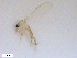  ( - WRBU-SF2011.081)  @12 [ ] CreativeCommons - Attribution (2012) CBG Photography Group Centre for Biodiversity Genomics